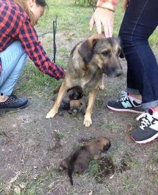 最新台湾狗崽爆料视频大全,揭秘幕后真相  第1张